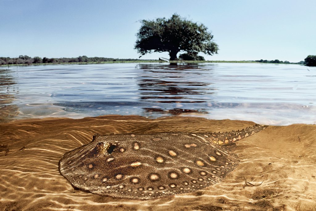 Mudança Climática: Água Pantanal Fogo - Fotos de Lalo de Almeida e Luciano Candisani