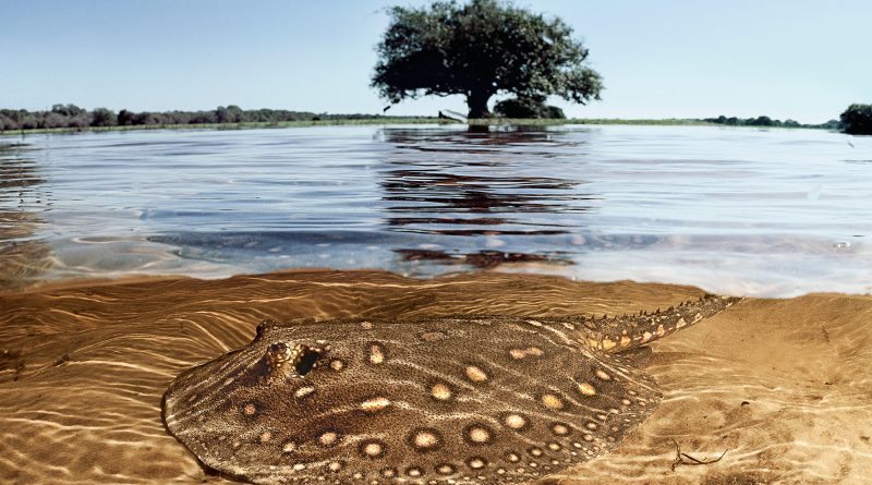 Mudança Climática: Água Pantanal Fogo - Fotos de Lalo de Almeida e Luciano Candisani