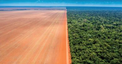 Kamikia Kisedje. Sem título