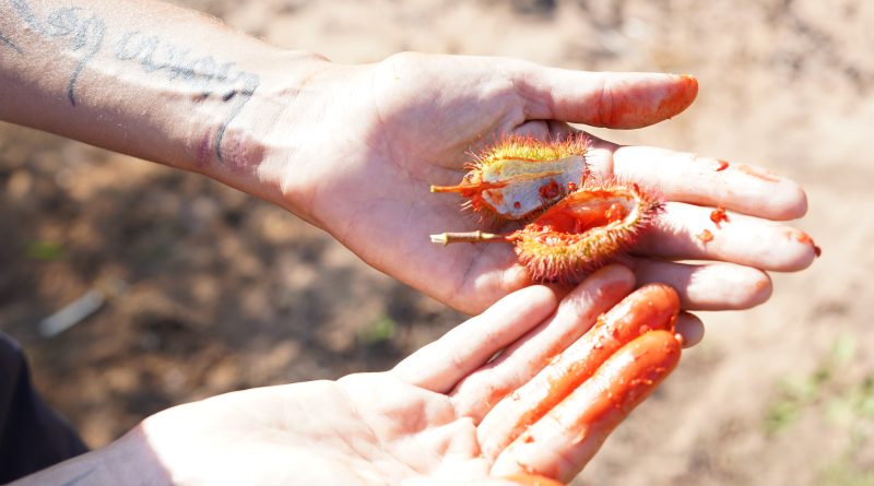 Projeto Xingu - Yankatu - Foto Lucas Rosin