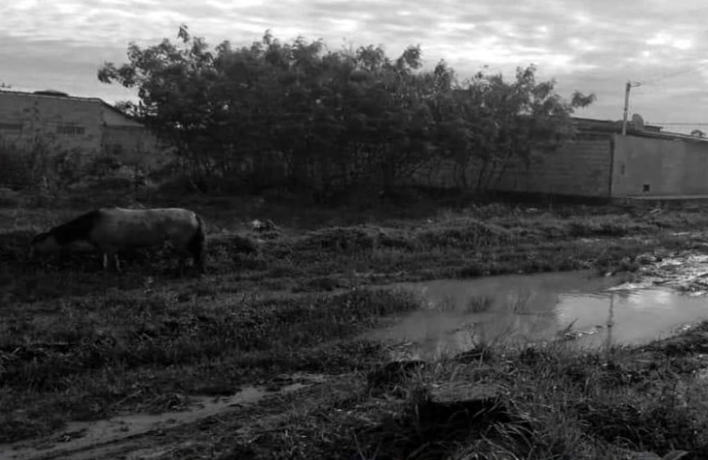 Acúmulo de lixo e água - Maria Luiza Ribeiro de Jesus - Suzano - Mucuri (BA)