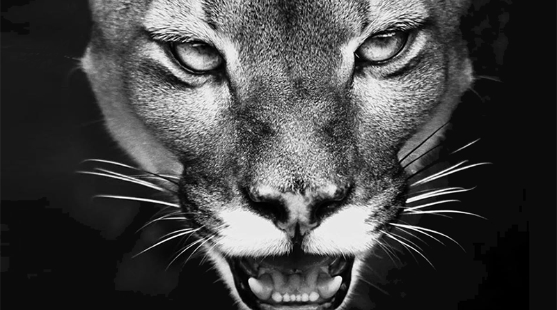 Sussuarana Puma Amazônia - Araquém Alcântara