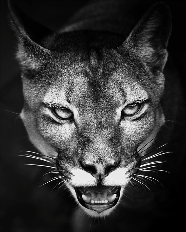 Sussuarana Puma Amazônia - Araquém Alcântara