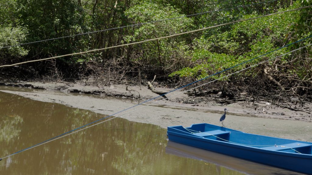 Cena do documentário Impacta Oceano: Mangue é Vida