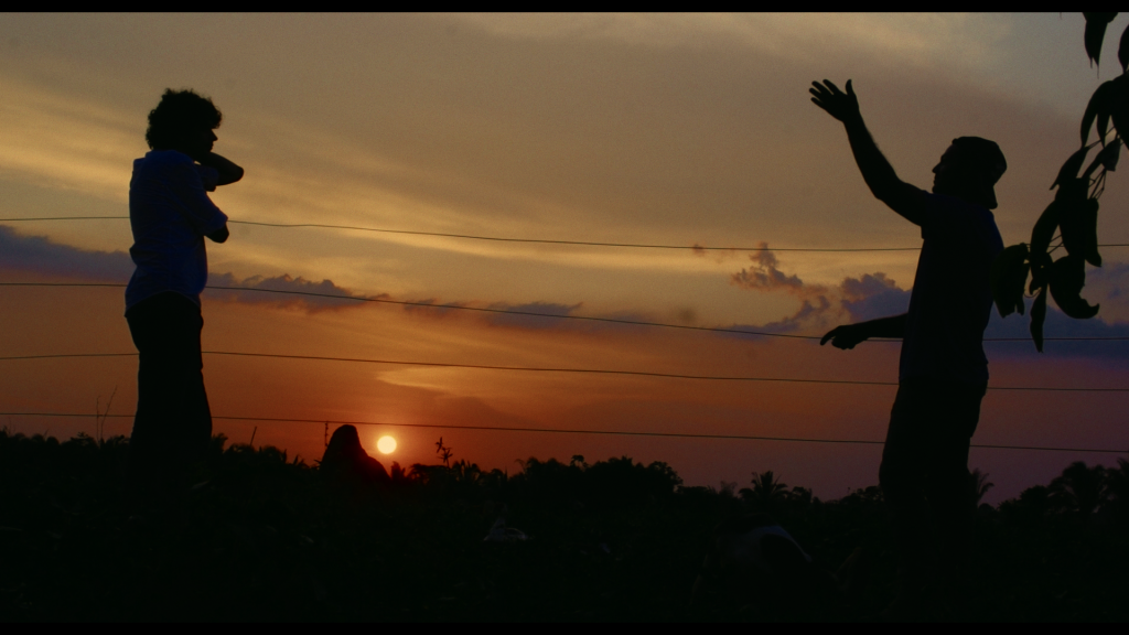 Pau d'Arco - divulgação