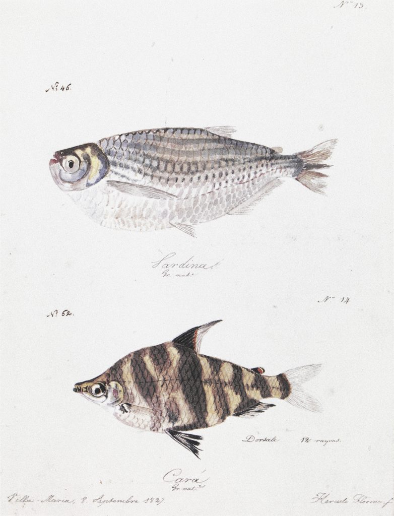 FLORENCE, Hercule - Nº 13. Nº 46. Sardina. Gr. nat.e Nº 62. Cará. Gr. nat.e. Villa-Maria, 8. Septembre 1827. - Aquarela sobre papel - 28,2 x 21,5 cm - Coleção Arquivo da Academia de Ciências (São Petersburgo)