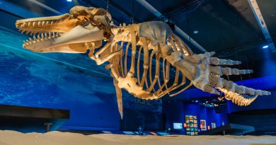 Ossada de orca exposta em "Oceano - O Mundo é um Arquipélago" (Crédito: Mixel Selva / Museu do Amanhã)