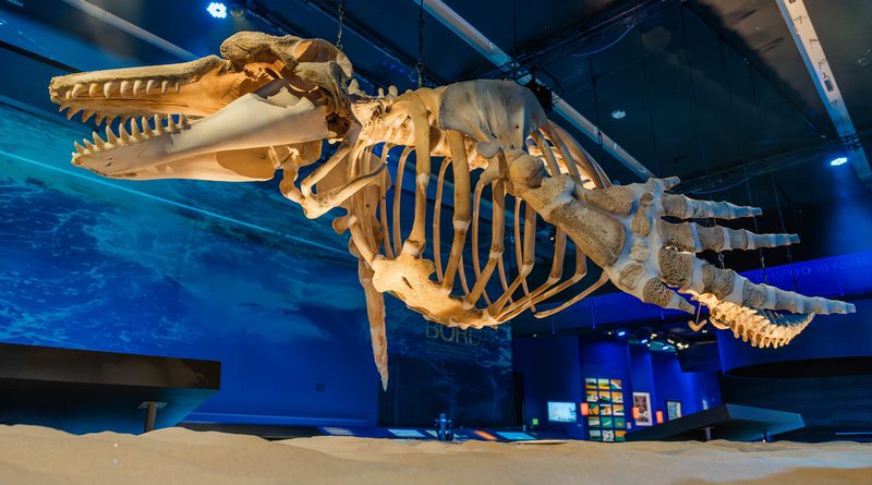 Ossada de orca exposta em "Oceano - O Mundo é um Arquipélago" (Crédito: Mixel Selva / Museu do Amanhã)