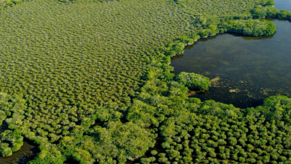 CARBONO AZUL: O PODER OCULTO DA NATUREZA (2023)