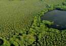 CARBONO AZUL: O PODER OCULTO DA NATUREZA (2023)