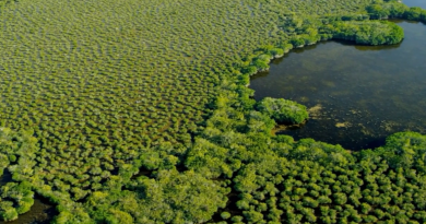 CARBONO AZUL: O PODER OCULTO DA NATUREZA (2023)