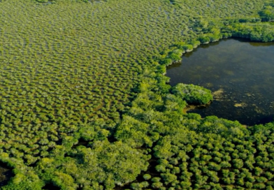 CARBONO AZUL: O PODER OCULTO DA NATUREZA (2023)