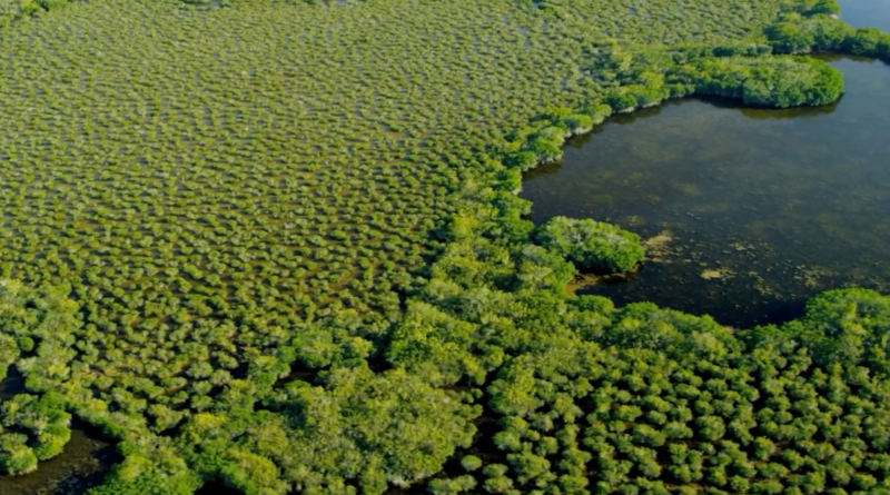 CARBONO AZUL: O PODER OCULTO DA NATUREZA (2023)