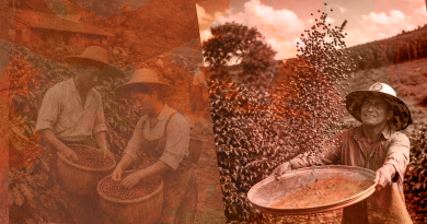 Documentário revela a transformação econômica do Jequitinhonha pela cafeicultura